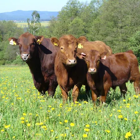 Hotel U Spejcharu Novy Kostel