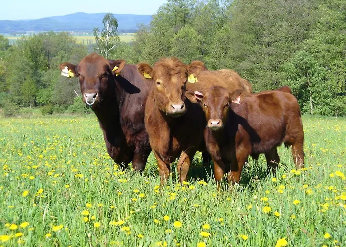 Hotel U Spejcharu Novy Kostel